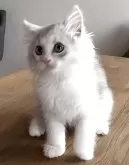 サイベリアン【和歌山県・男の子・2025年2月2日・シルバータビー&ホワイト】の写真2