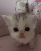 サイベリアン【和歌山県・男の子・2025年2月2日・シルバータビー&ホワイト】の写真14