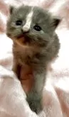 サイベリアン【和歌山県・女の子・2025年5月5日・ブルーパッチドタビー&ホワイト】の写真3