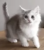 サイベリアン【和歌山県・男の子・2025年2月2日・シルバータビー&ホワイト】の写真4