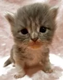 サイベリアン【和歌山県・女の子・2025年5月5日・ブルーパッチドタビー&ホワイト】の写真5