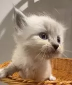 サイベリアン【和歌山県・男の子・2025年10月1日・シナモンリンクスポイント】の写真9