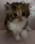 サイベリアン【和歌山県・女の子・2025年2月2日・キャリコ】の写真15