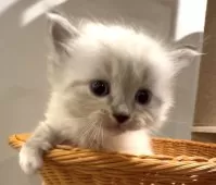 サイベリアン【和歌山県・男の子・2025年10月1日・シナモンリンクスポイント】の写真10