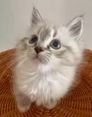 サイベリアン【和歌山県・女の子・2025年10月1日・シナモンリンクスポイント】の写真2