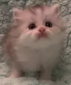 サイベリアン【和歌山県・男の子・2025年2月2日・シルバータビー&ホワイト】の写真15