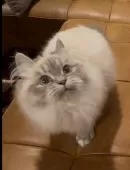 サイベリアン【和歌山県・女の子・2024年6月18日・シナモンリンクスポイント】の写真5