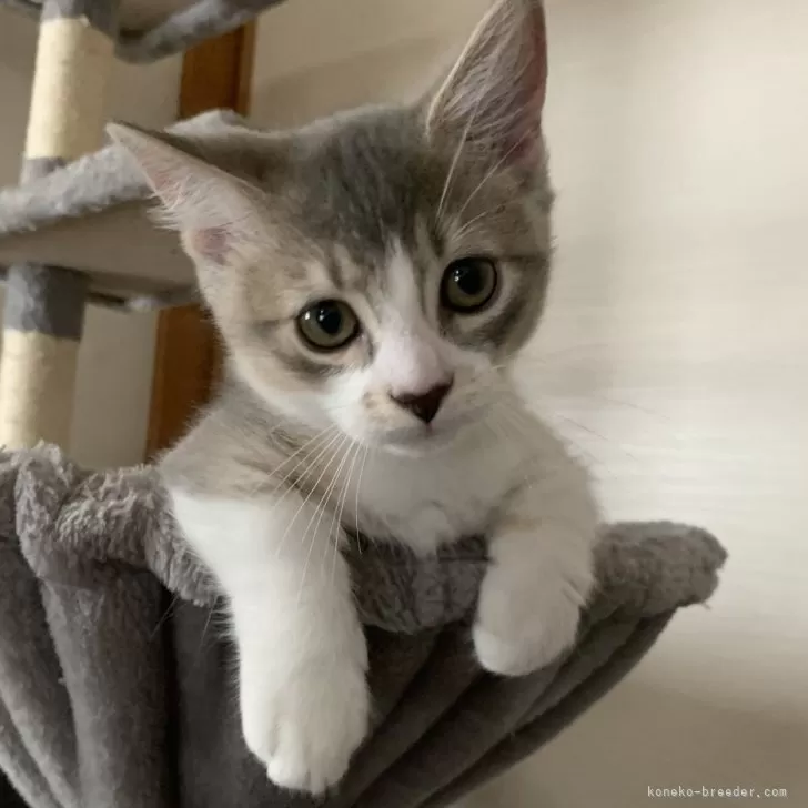 ID:2405-03215の子猫