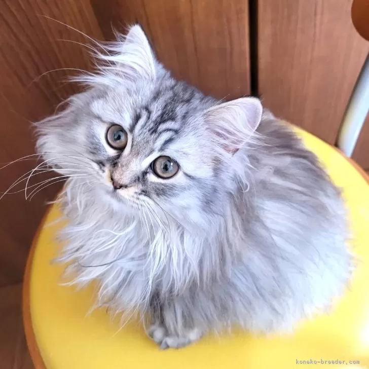 ID:2407-01882の子猫