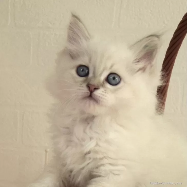 ID：2402-01559の子猫