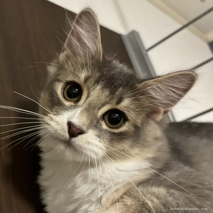 ID：2405-03216の子猫