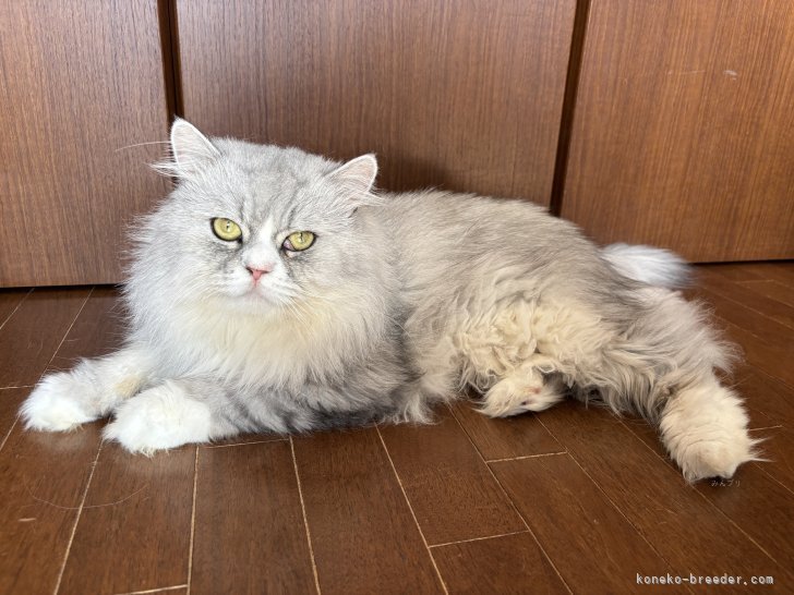 サイベリアン【・男の子・2019年1月5日・ブルータビー&amp;ホワイト】