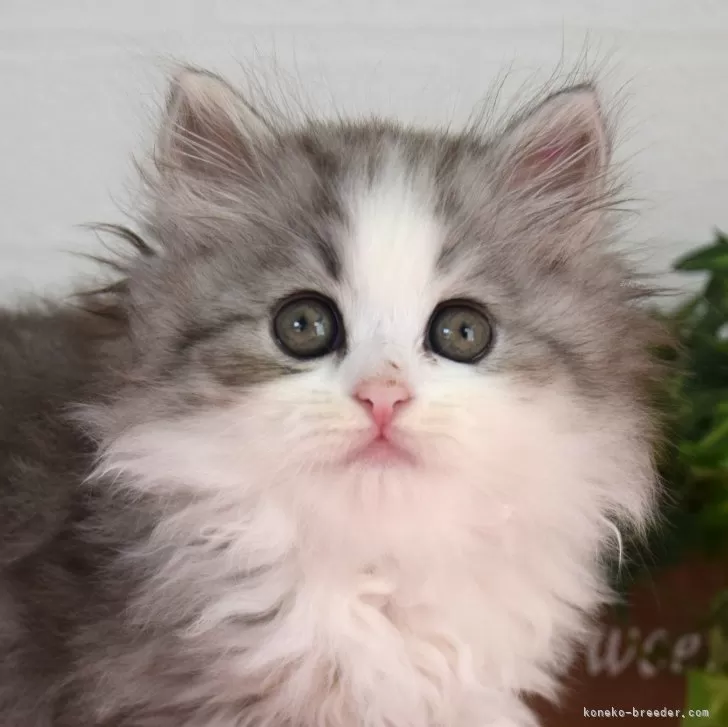 ID：2412-00876の子猫