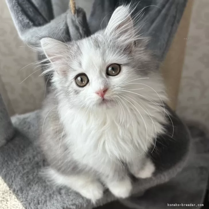 ID：2407-01885の子猫