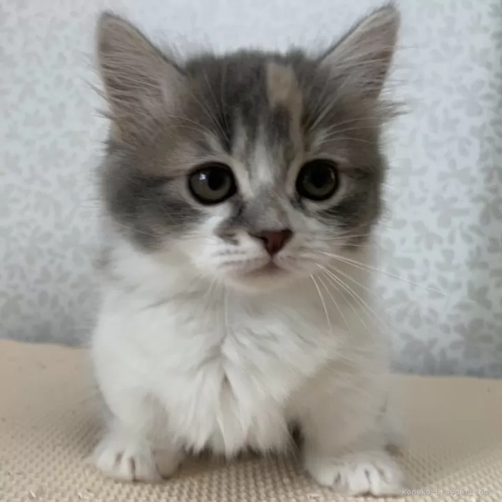 ID：2405-03210の子猫