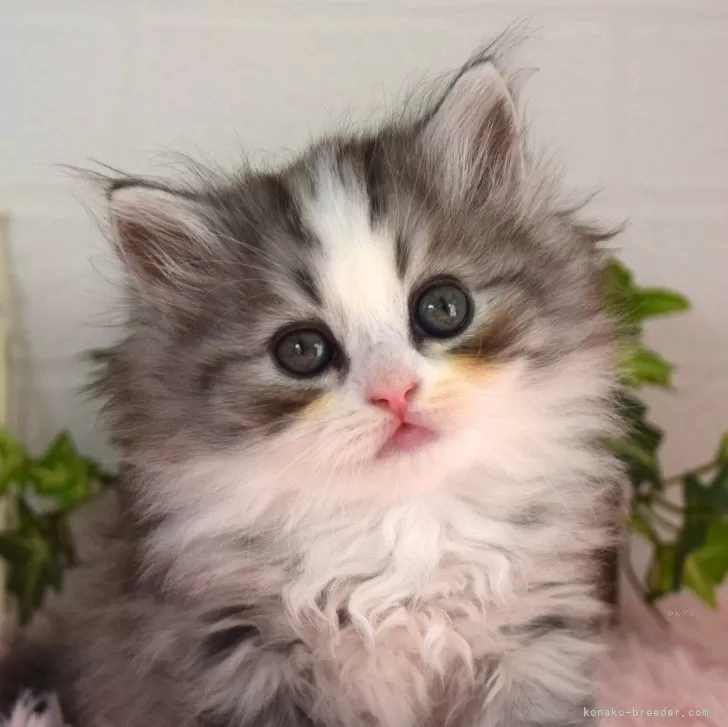 ハジちゃん 様のお迎えした子猫