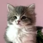 マンチカン(長足)【福島県・男の子・2023年11月20日・ブルー&ホワイト】の写真1「1/6日　撮影」