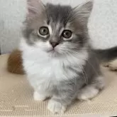 マンチカン(短足)【福島県・男の子・2024年4月14日・ブルー&ホワイト】の写真1