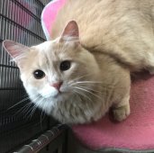 マンチカン【・男の子・2018年10月25日・クリーム】