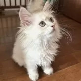 サイベリアン【福島県・男の子・2024年6月2日・ブルーリンクスポイント&ホワイト】の写真2