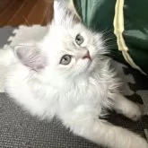 サイベリアン【福島県・男の子・2024年6月2日・ブルーリンクスポイント&ホワイト】の写真3