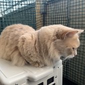 マンチカン【・男の子・2018年10月25日・クリーム】