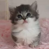 マンチカン(短足)【福島県・男の子・2024年4月14日・ブルー&ホワイト】の写真5