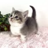 マンチカン(短足)【福島県・男の子・2025年4月9日・ブルータビー&ホワイト】の写真10