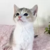 マンチカン(長足)【福島県・女の子・2025年4月9日・ダイリュートキャリコ】の写真11