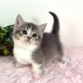 マンチカン(短足)【福島県・男の子・2025年4月9日・ブルータビー&ホワイト】の写真13