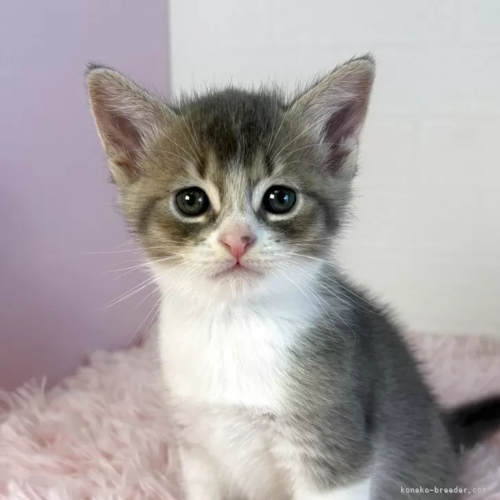 Y.A 様のお迎えした子猫