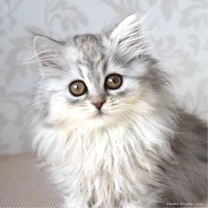 ID：2412-00875の子猫