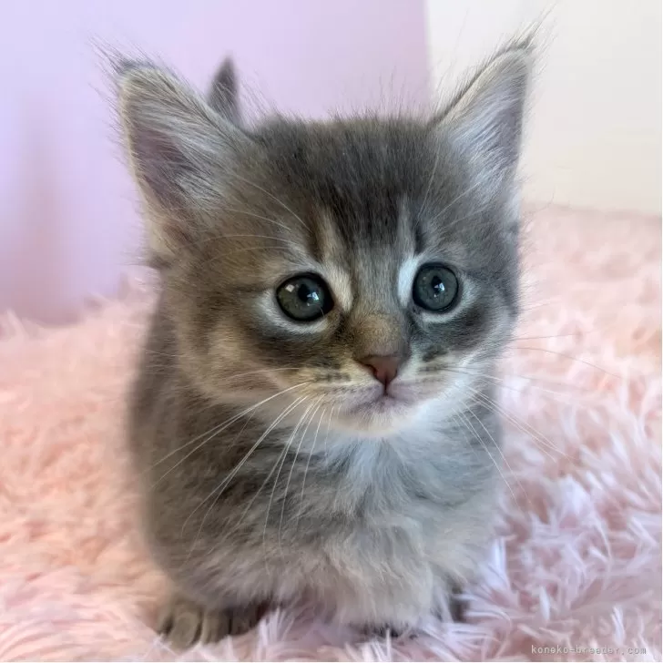 またはち 様のお迎えした子猫