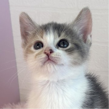 マンチカン(長足)【福島県・女の子・2025年9月17日・ダイリュートキャリコ】の写真「ふんわり色の長足キャリコガール」