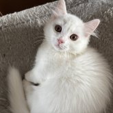 マンチカン(短足)