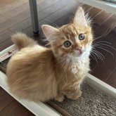 マンチカン(短足)