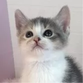 マンチカン(長足)