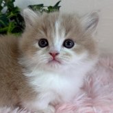 マンチカン(短足)