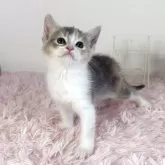 マンチカン(長足)【福島県・女の子・2025年4月9日・ダイリュートキャリコ】の写真2