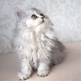 サイベリアン【福島県・女の子・2024年10月25日・シルバータビー&ホワイト】の写真3