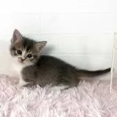 マンチカン(短足)【福島県・男の子・2025年4月9日・ブルータビー&ホワイト】の写真3