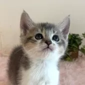 マンチカン(長足)【福島県・男の子・2025年9月17日・ブルータビー&ホワイト】の写真3