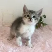 マンチカン(長足)【福島県・男の子・2025年9月17日・ブルータビー&ホワイト】の写真4