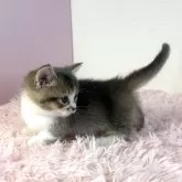 マンチカン(短足)【福島県・男の子・2025年4月9日・ブルータビー&ホワイト】の写真4