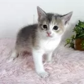 マンチカン(長足)【福島県・女の子・2025年4月9日・ダイリュートキャリコ】の写真5