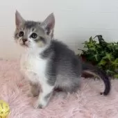 マンチカン(長足)【福島県・男の子・2025年9月17日・ブルータビー&ホワイト】の写真6