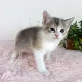 マンチカン(長足)【福島県・女の子・2025年4月9日・ダイリュートキャリコ】の写真6