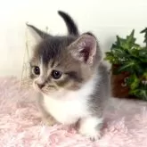 マンチカン(短足)【福島県・男の子・2025年4月9日・ブルータビー&ホワイト】の写真6