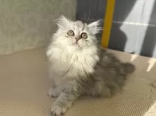 サイベリアン【福島県・女の子・2024年10月25日・シルバータビー&ホワイト】の写真7