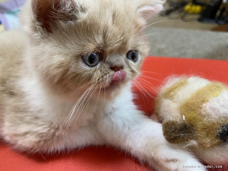 宮澤玲子ブリーダーのブログ：うちの猫舎の自慢ってぜったいココ！！